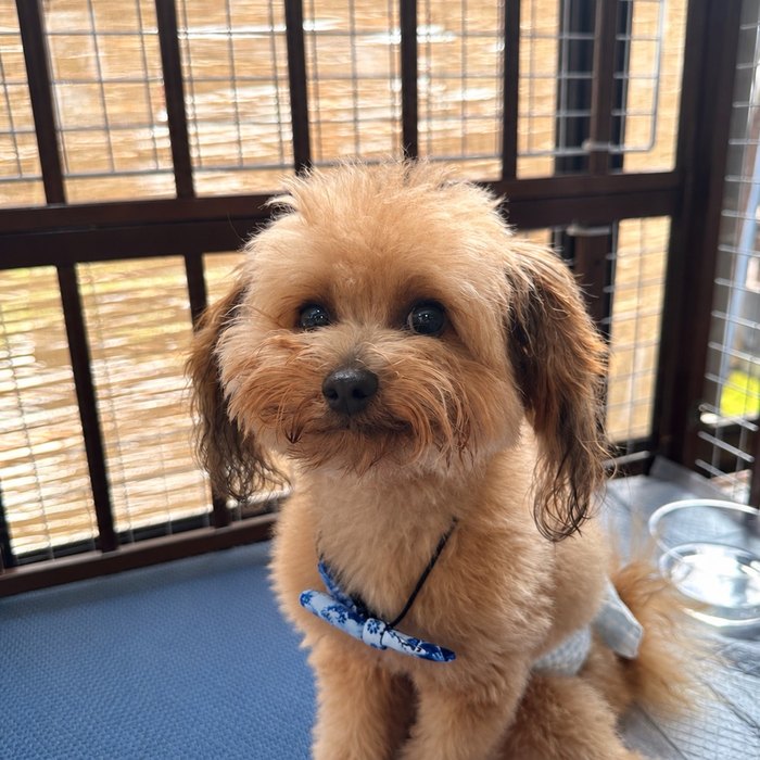 保護犬のようす
