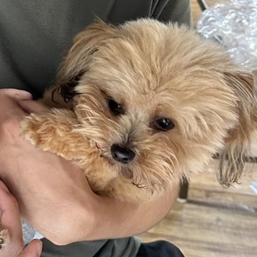 利用者さんに抱っこされる保護犬