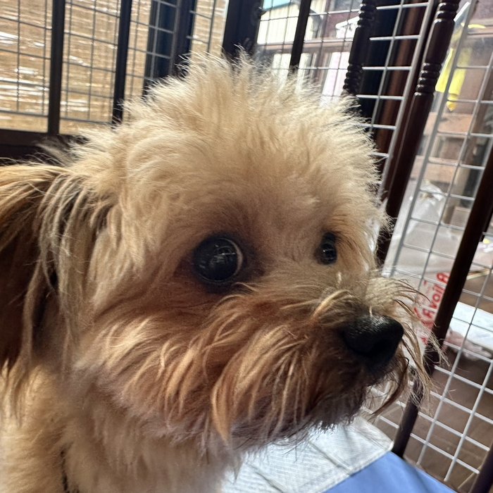 保護犬のようす